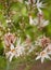 Flowers Asphodelus ramosus  close up in Greece