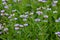 Flowers Aster Amellus real backround, blooming garden