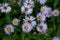 Flowers Aster Amellus real backround, summer blooming garden