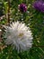 Flowers aster white in the garden