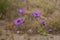 Flowers in the Atacama Desert