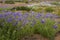 Flowers in the Atacama Desert