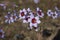 Flowers in the Atacama Desert