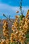 Flowers Atriplex canescens. Stone desert, flowering plants xerophytes, desert landscape