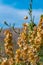 Flowers Atriplex canescens. Stone desert, flowering plants xerophytes, desert landscape