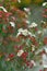 Flowers of the Australian native Chamelaucium waxflower variety My Sweet Sixteen, family Myrtaceae