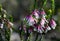 Flowers of the Australian native Fuchsia Heath, Epacris longiflor