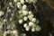 Flowers of an australian native melaleuca nodosa tree