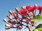 Flowers of Australian red bloodwood eucalypt Summer Red