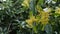 Flowers of avocado fruit tree in a plantation