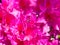 Flowers of azalea pink