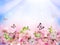 Flowers background with amazing spring sakura