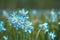 Flowers background. Blossoming wild Narcissus plant. Floral spring nature background