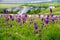 Flowers on the background of chalk outcrops diva in Divnogorie, Voronezh region