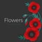 Flowers background with full blown and still blooming red poppies