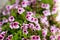 Flowers background. Violet and pink flowers field.