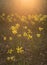 Flowers: A backlit glade of bright yellow Daffodils. 22