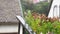 Flowers on the balcony in the rain. The old wooden ladder and flowers on a background of blurred houses