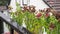 Flowers on the balcony in the rain. The old wooden ladder and flowers on a background of blurred houses