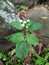 the flowers of the bandotan or babadotan plant or ageratum conyzoides