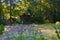 Flowers on the Bank of an overgrown lake in the forest and an old abandoned wooden house