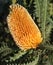 Flowers - Banksia