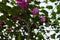 Flowers and Barb Wire, Gisenyi, Rwanda