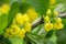 Flowers of barberries with leaves in the garden