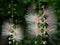 Flowers of Barringtonia racemosa or powder-puff tree in the morning at Miyakojima island in Okinawa, Japan