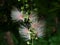 Flowers of Barringtonia racemosa or powder-puff tree in the morning at Miyakojima island in Okinawa, Japan