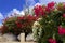 Flowers in The Baths in Virgin Gorda, Caribbean