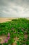 Flowers at Beach at Sebastian Inlet