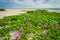 Flowers at Beach at Sebastian Inlet