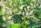 Flowers beans, growing in spring, background