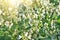 Flowers beans, growing in spring, background