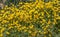 Flowers of Beardless-petalled Hypecoum