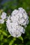 Flowers. Beautiful beautiful phlox bloomed in the garden.