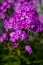 Flowers. Beautiful beautiful phlox bloomed in the garden.