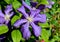 A flowers beautiful garden clematis blossoming