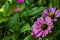 Flowers with beautiful pink petals among thick green leaves