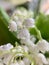 Flowers beautiful smell lily of the valley or may-lily with drops after rain. Inspirational natural floral blooming