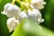 Flowers beautiful smell lily of the valley or may-lily under soft sunlight. Inspirational natural floral blooming garden or park.