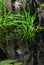 FLOWERS- A Beautiful Swamp Lily Scene Reflected in Florida