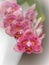 Flowers beautyful pink peloric orchid phalaenopsis