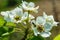 Flowers and bee. Apple blossom and bee. Flowering branch of the Apple tree, blooming white Apple.