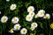 Flowers of  Bellis