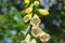 Flowers bells close up. Flowers in the garden