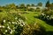 Flowers and Belmont Gardens landscape