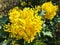Flowers Berberis aquifolium or Mahonia aquifolium