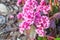 Flowers of Bergenia crassifolia heartleaf bergenia